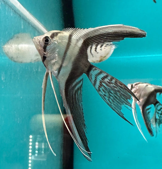 Angelfish Veiltail Silver Tuxedo 3.5cm