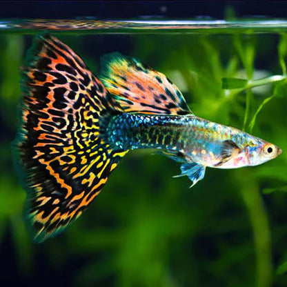 Guppy Dumbo Male - Various