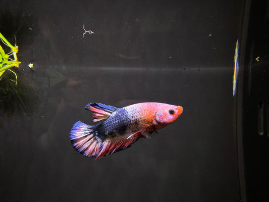 Betta PKHM Fancy Pink Male