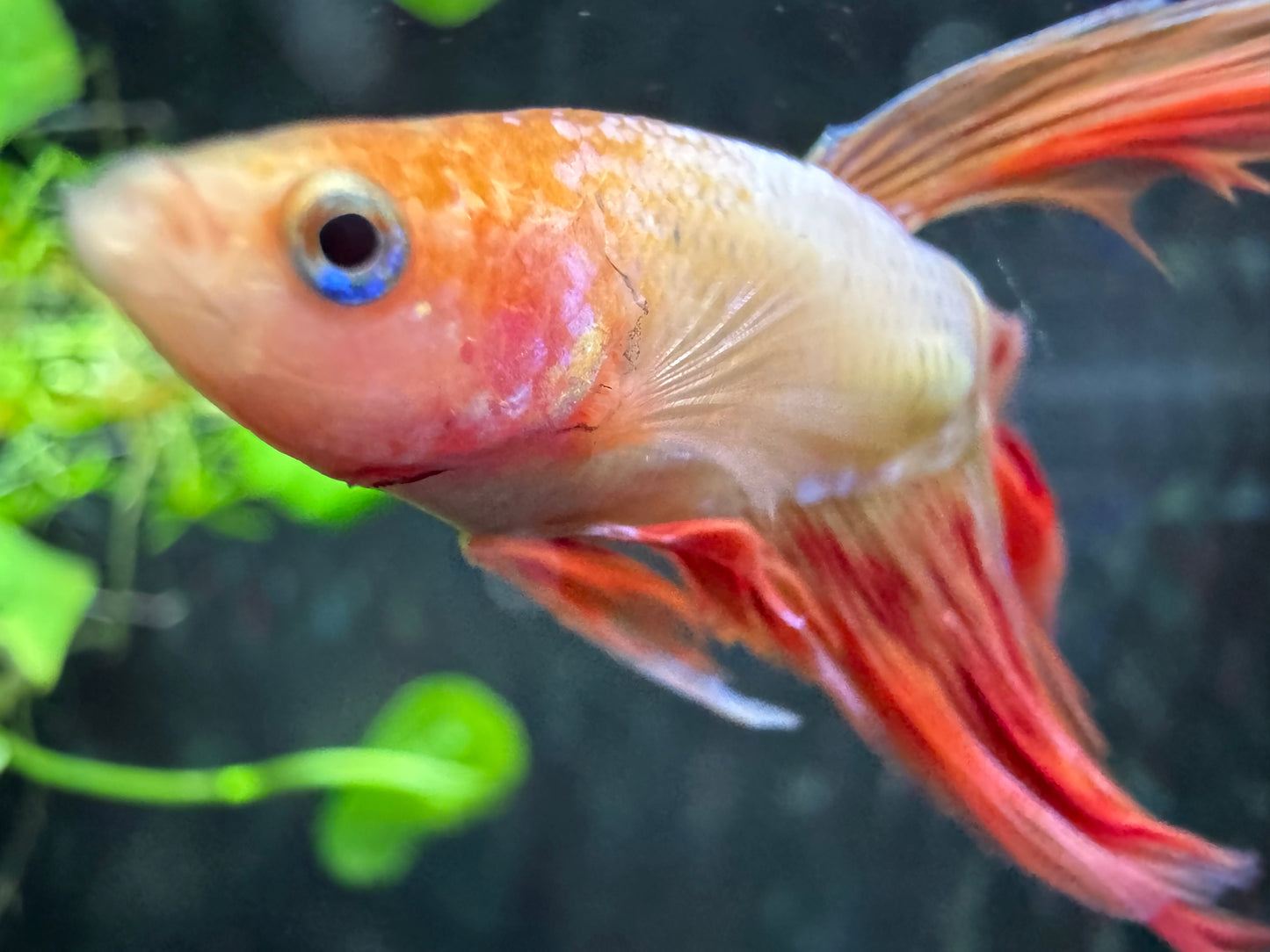 Betta Halfmoon Male - Assorted