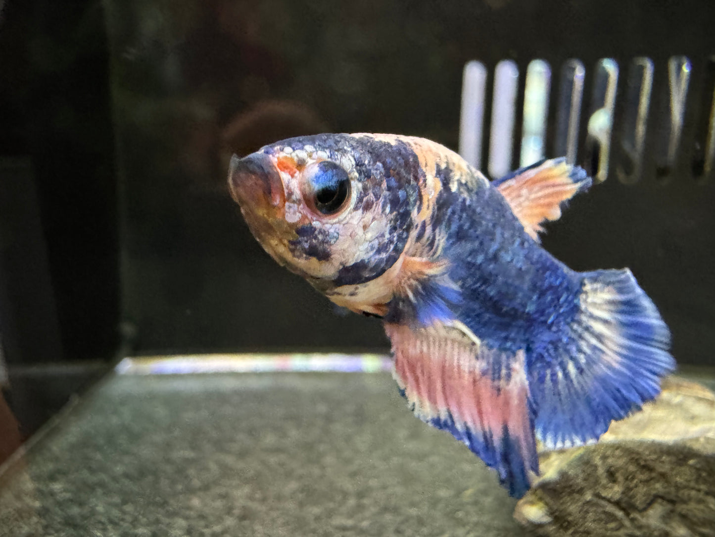 Betta PKHM Fancy Blue Male