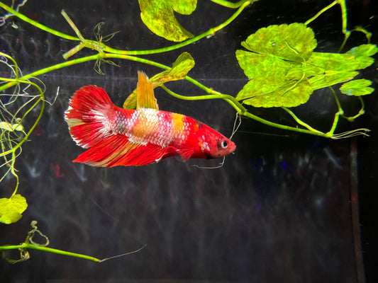 Betta PKHM Red Copper Male