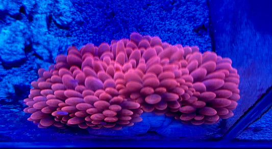 Black Widow/Red Bubble-Tip Anemone (Lrg)