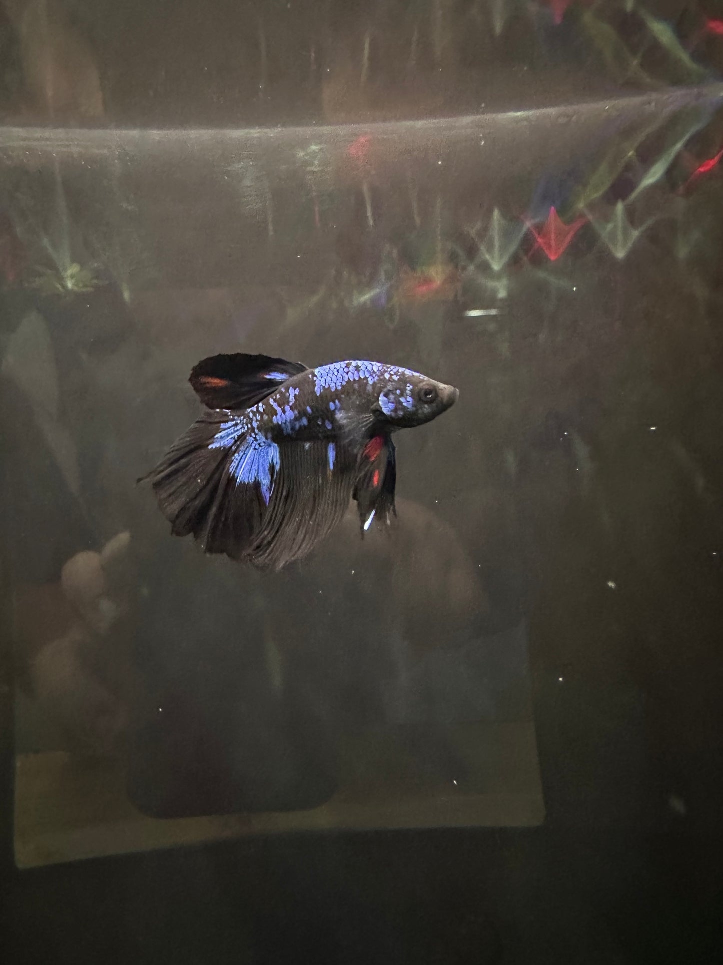 Betta Halfmoon Male - Assorted