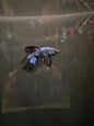 Betta Halfmoon Male - Assorted