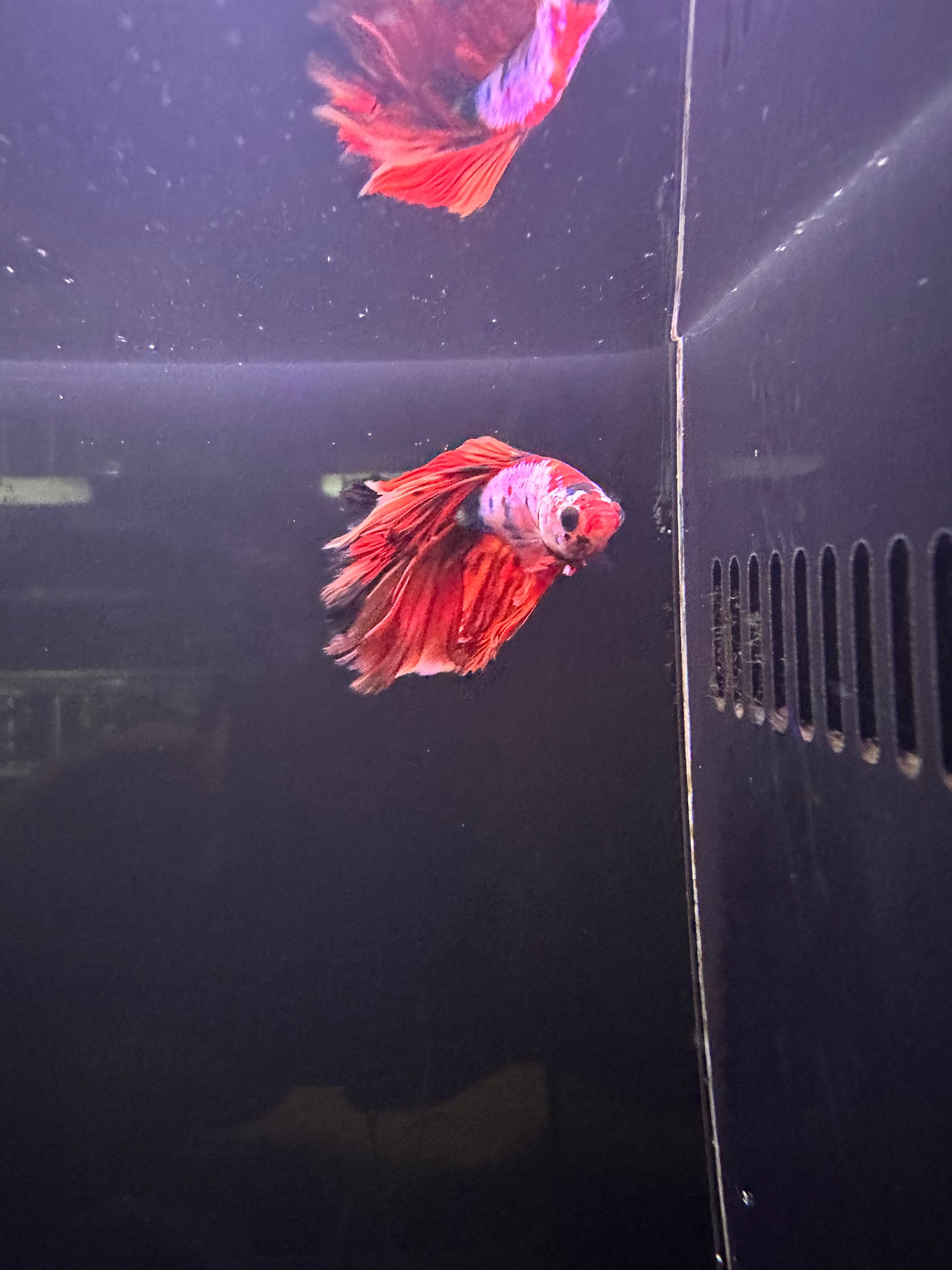 Betta Halfmoon Male - Assorted