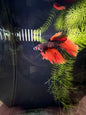 Betta Halfmoon Male - Assorted