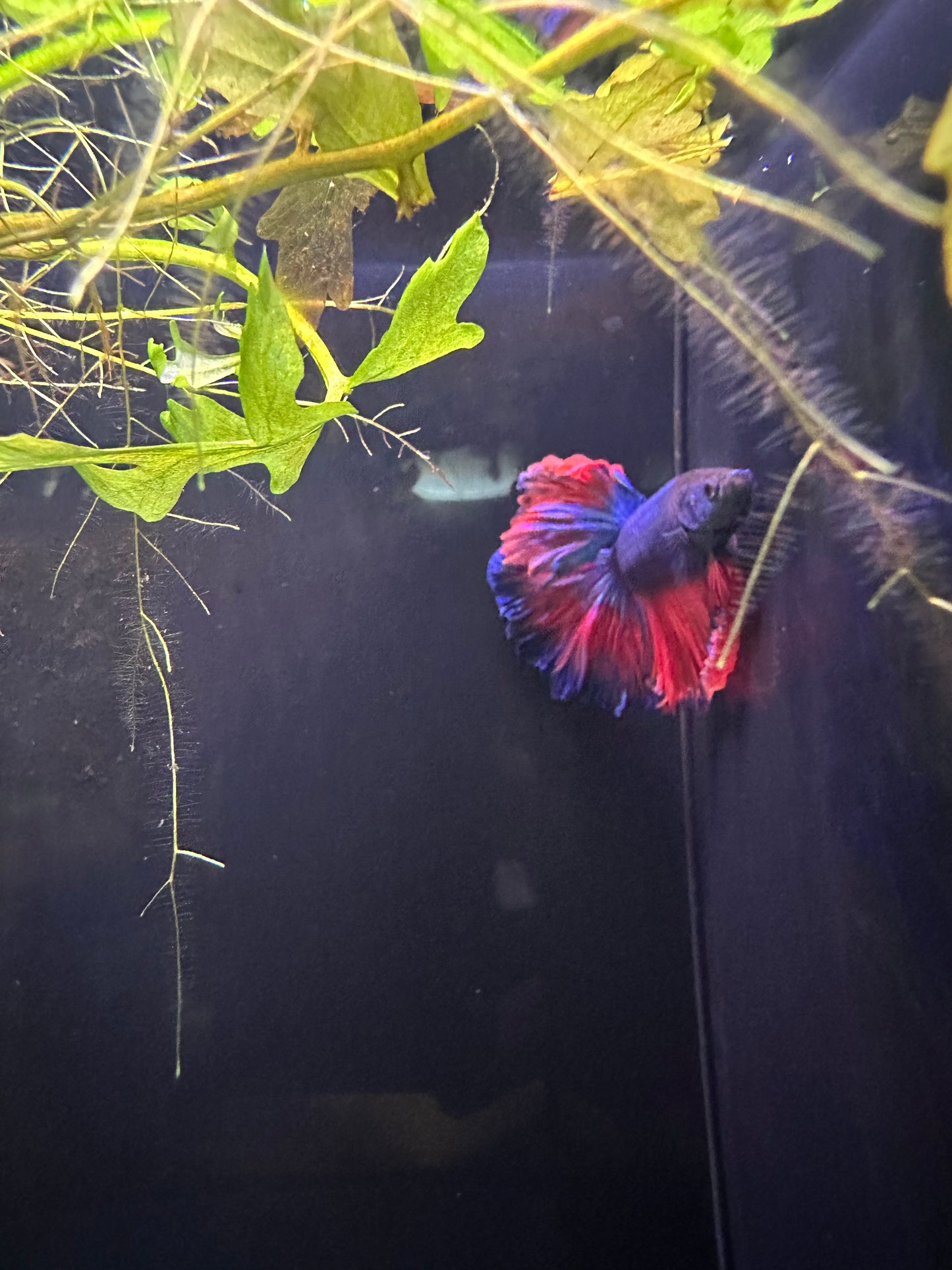 Betta Halfmoon Male - Assorted