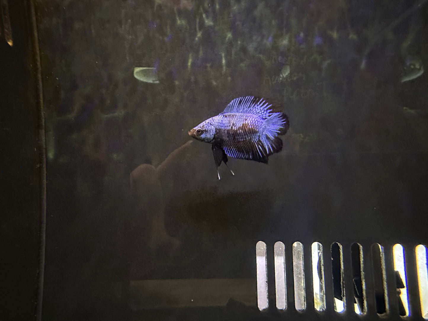 Betta PKHM Avatar Doubletail Male