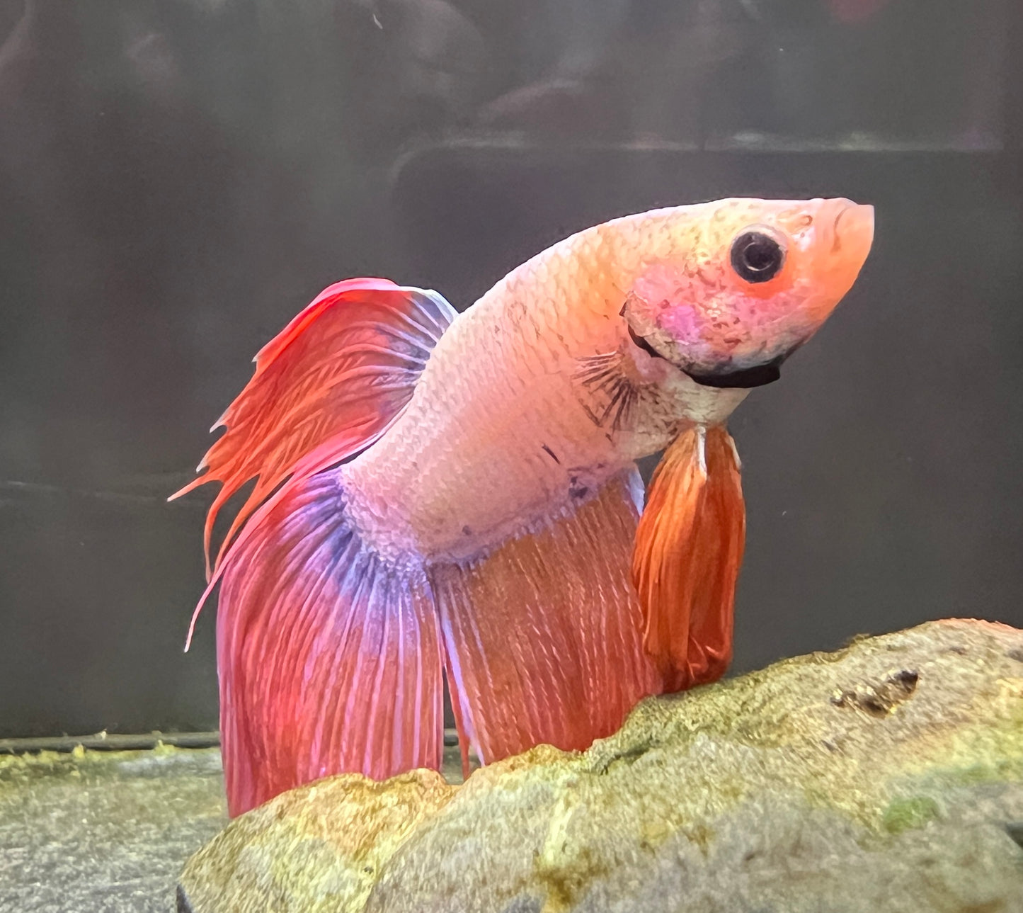 Betta Veiltail Male