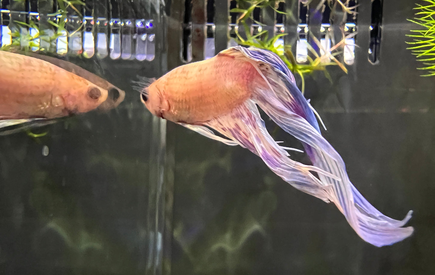 Betta Veiltail Male