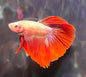 Betta Halfmoon Male - Assorted