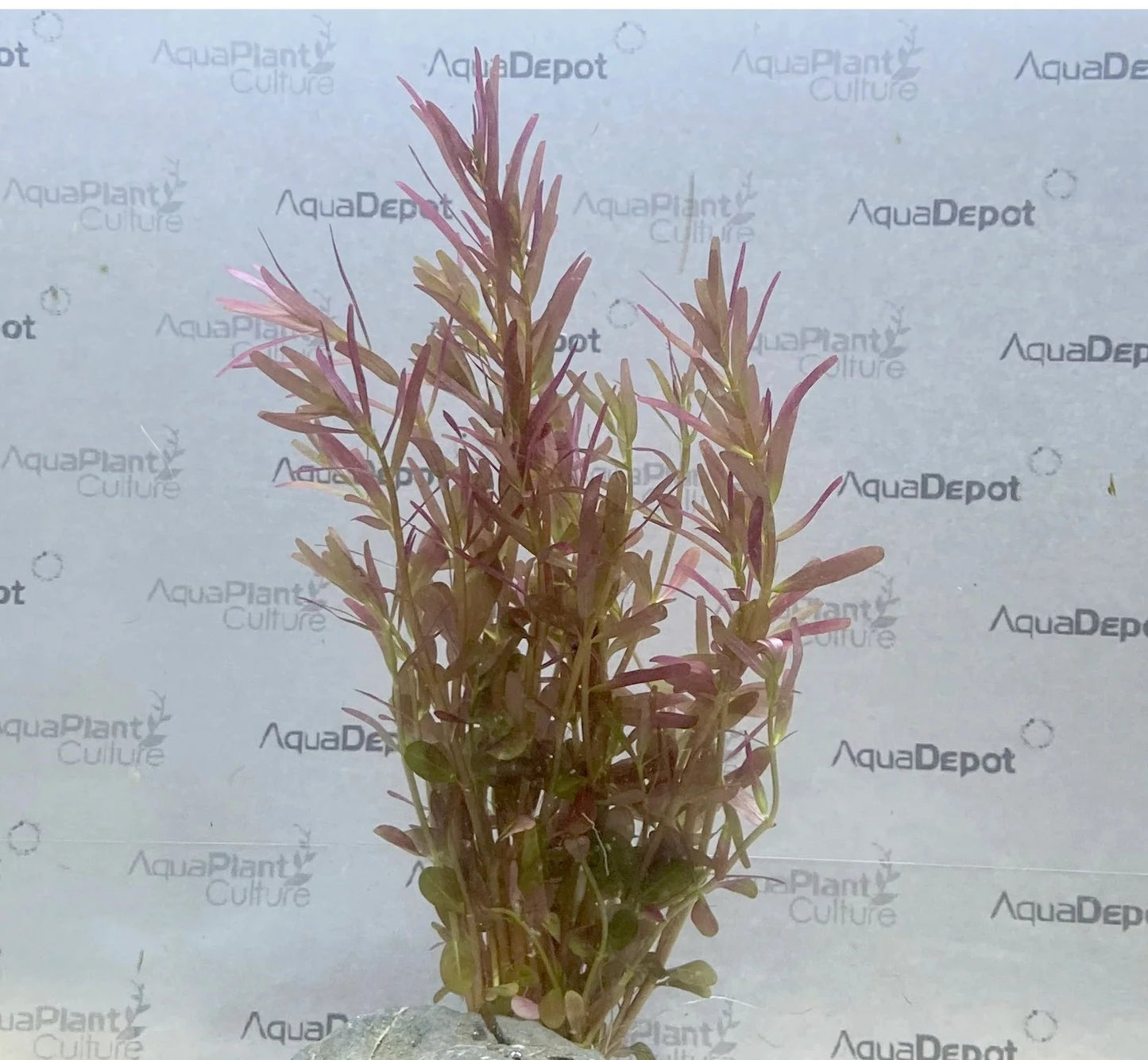 Rotala sp. Blood Red 'Bloodii'