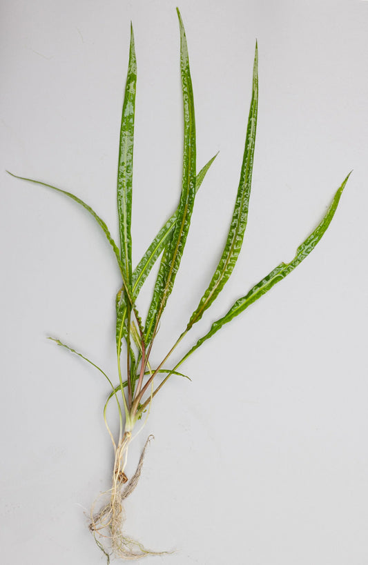 Cryptocoryne crispatula balansae (small pot)