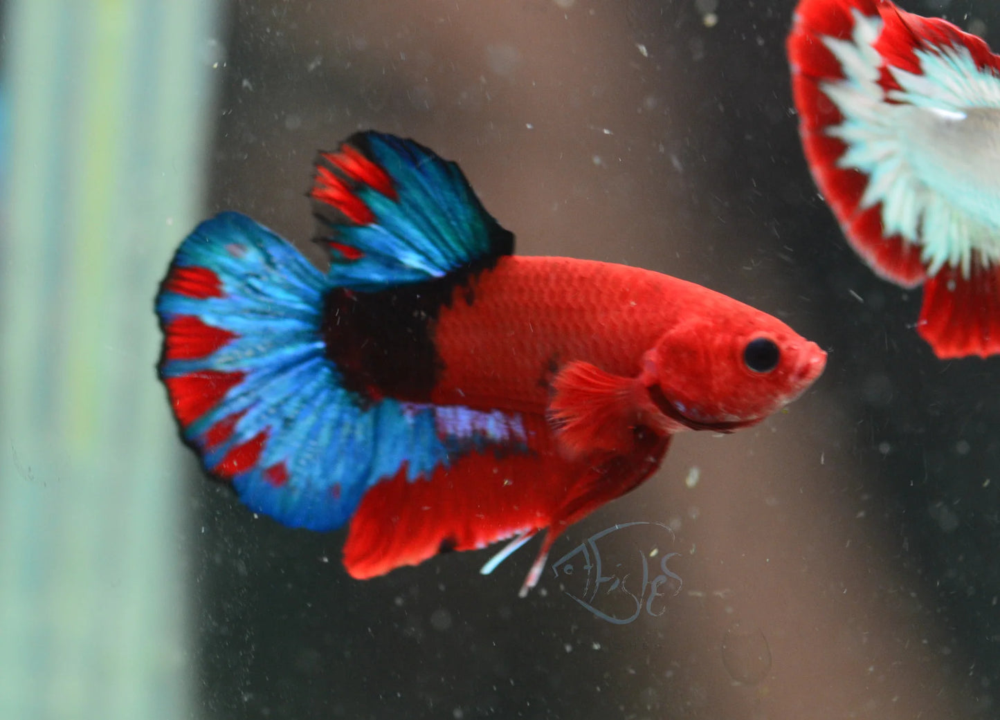 Betta PKHM Hellboy Male