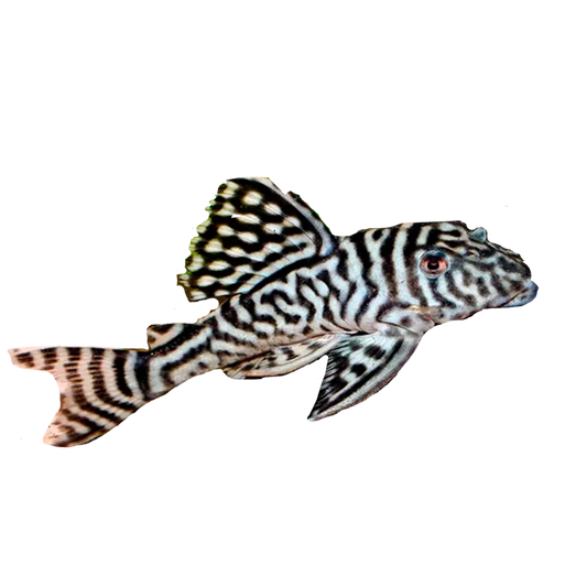 Pleco - King Tiger L066