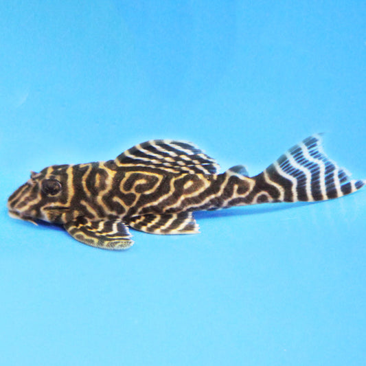 Pleco - Yellow King Tiger L333