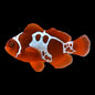 Clownfish - Lighting Maroon (Premnas biaculeatus) PAIR