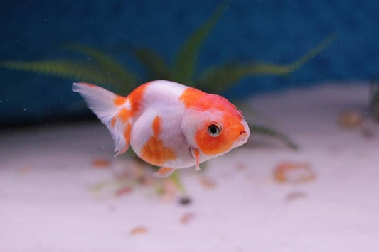 Goldfish - Ranchu assorted