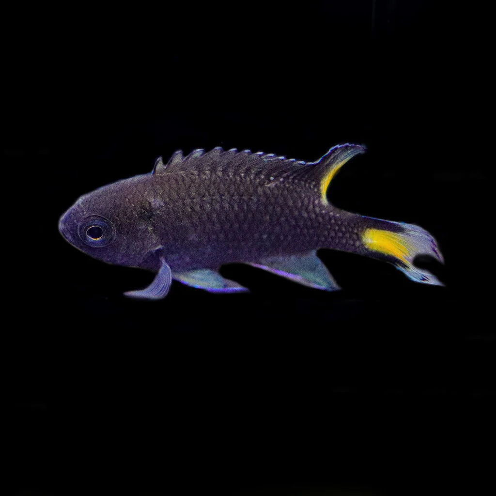 Damselfish - Lyretail