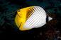 Butterflyfish - Threadfin (Chaetodon auriga)