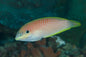 Wrasse - Kuiters Leopard (Macropharyngodon kuiteri)