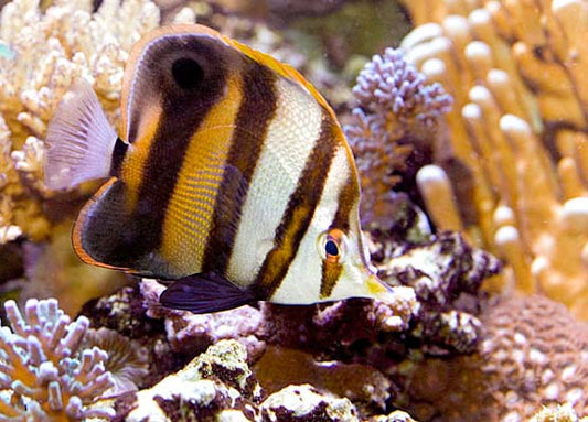 Butterflyfish - Muelleri