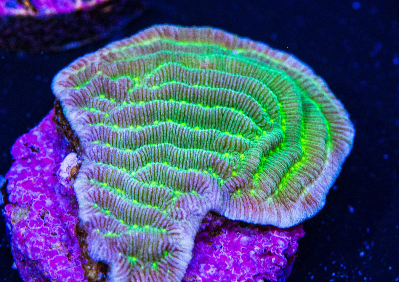 Corduroy Coral (Pachyseris)