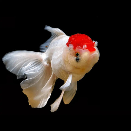 Goldfish - Oranda Red Cap (4-6cm)