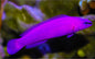 Dottyback - Orchid (Pseudochromis fridmani) *Captive Bred*