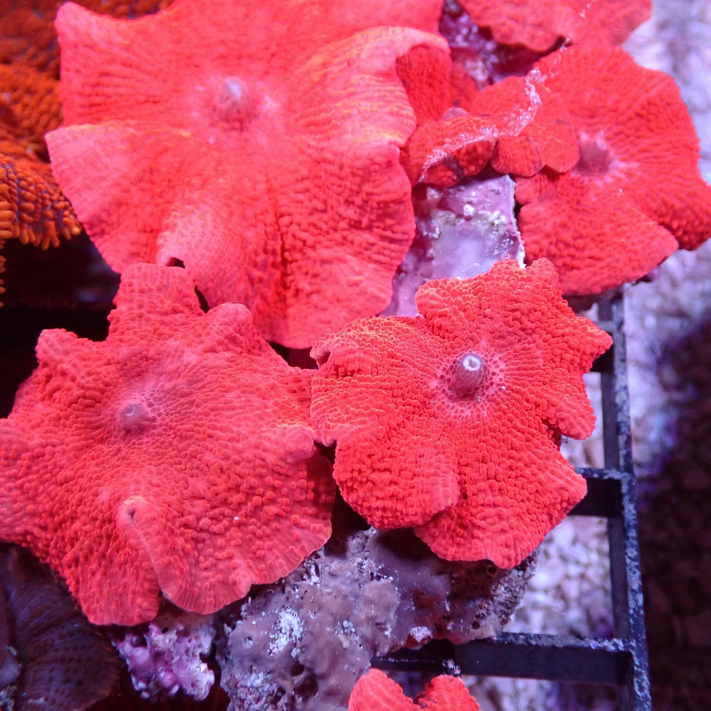 Mushroom Coral Morphs (Discosoma/Rhodactis/Ricordea sp.)