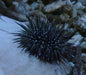 Urchin Short Spine 3"