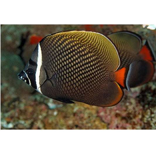 Butterflyfish - Pakistani