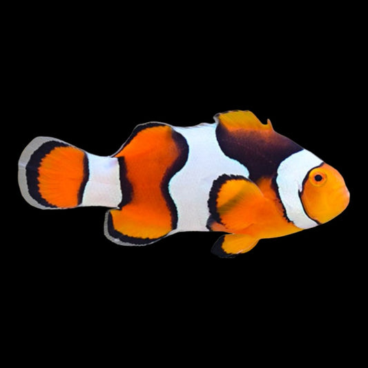 Clownfish - 'A' Grade Percula Full-Band (Amphiprion percula) *Captive Bred* PAIR