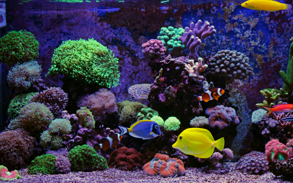 Marine 2024 aquarium shop