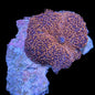 Mushroom Coral Morphs (Discosoma/Rhodactis/Ricordea sp.)