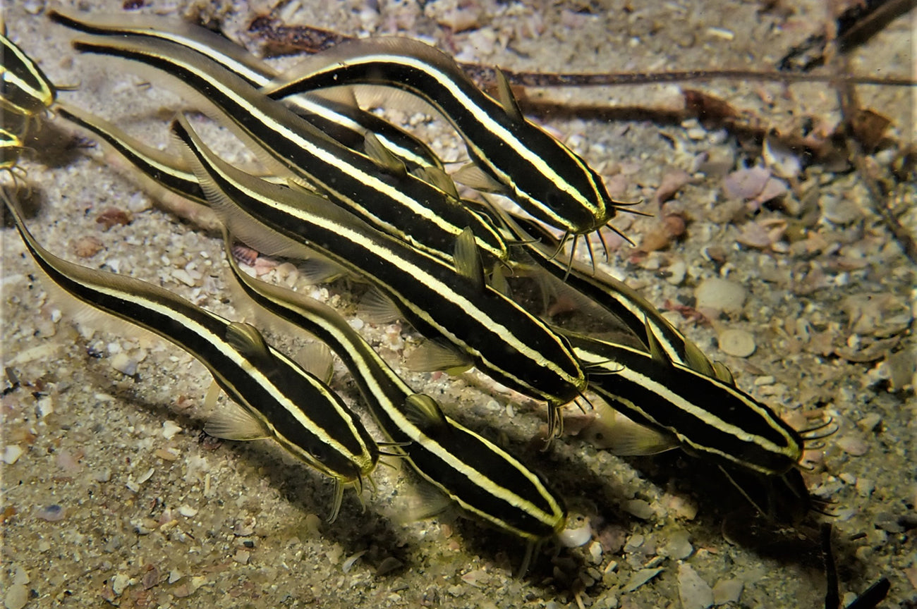 Catfish - Striped Schooling