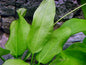 Echinodorus cordifolius 'Radican' Sword