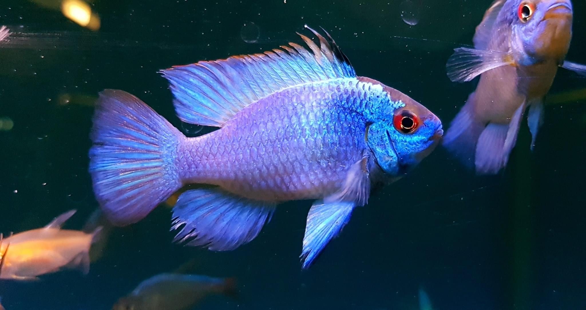 German blue ram cichlid care best sale