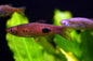 Rasbora - Clown (Rasbora kalochroma)