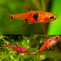 Rasbora - Dwarf Maculata (Boraras maculatus)