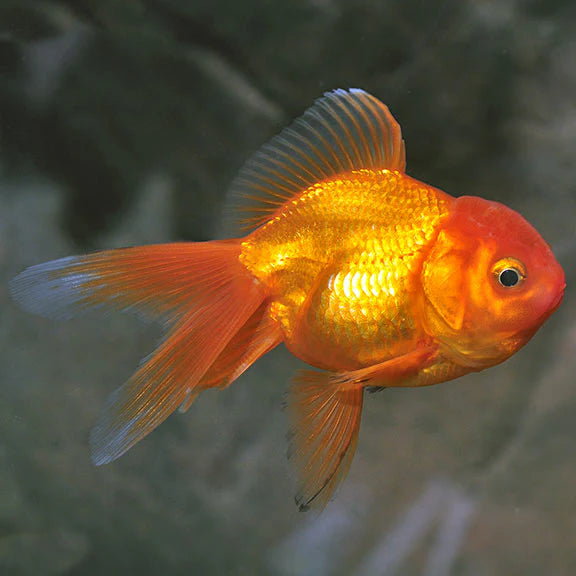 Goldfish - Oranda Red