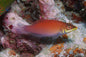 Secretive/Disappearing Wrasse (Pseudocheilinus evanidus)