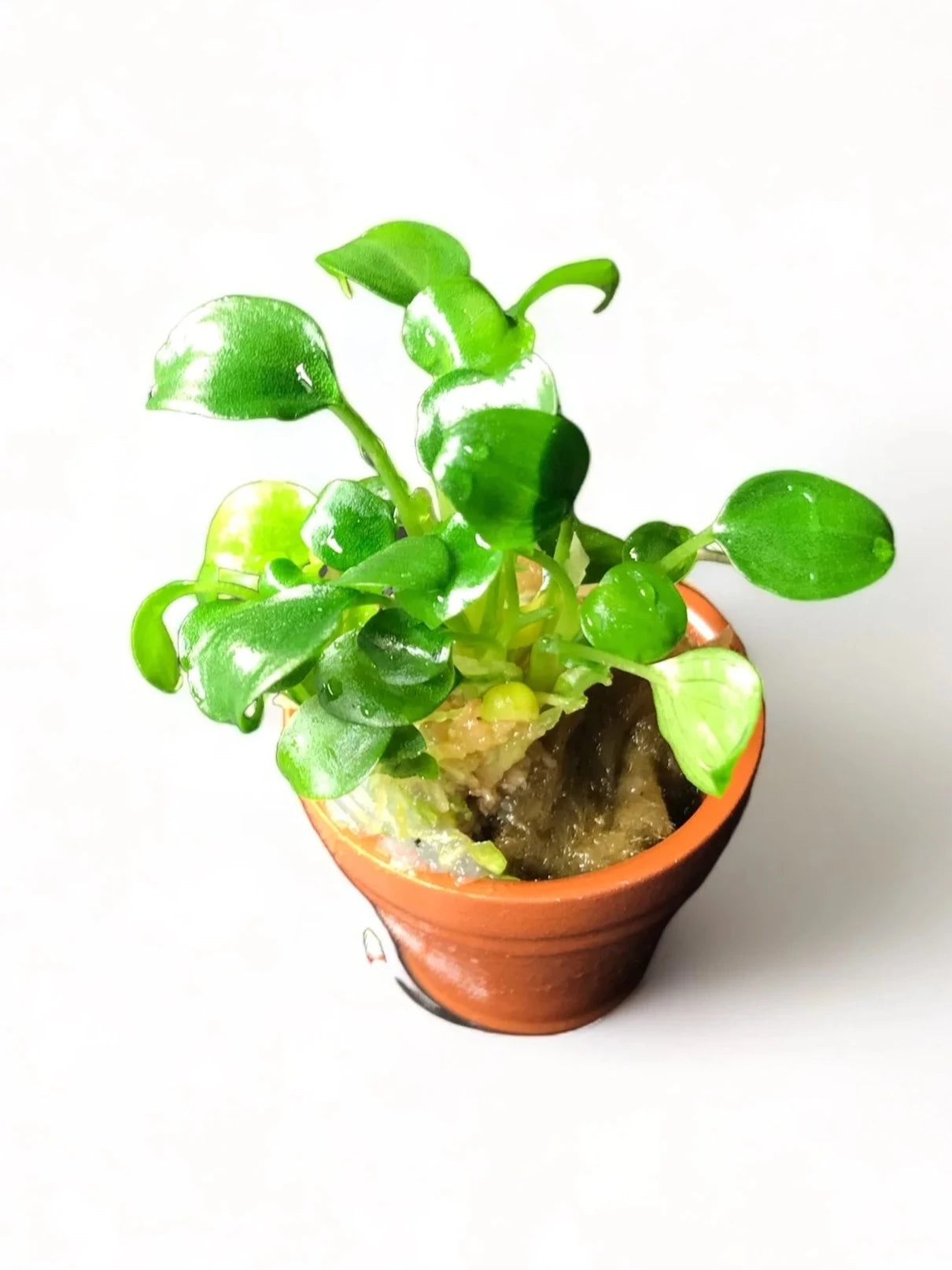 Schismatoglottis prietoi "Rare" potted