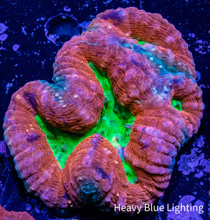 Lobed Brain Corals (Lobophyllia, Pachysepta, Symphyllia sp.)