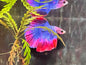 Betta Halfmoon Male - Assorted