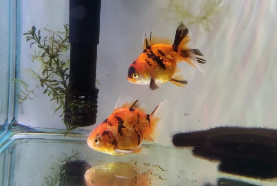 Goldfish - Oranda Tiger (Red and Black) 7-8cm