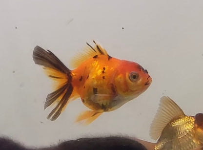 Goldfish - Oranda Tiger (Red and Black) 7-8cm