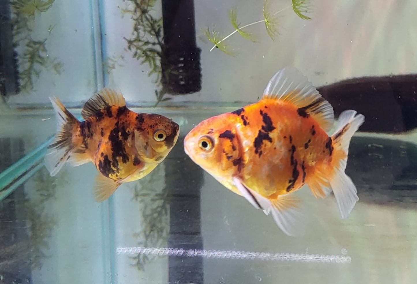 Goldfish - Oranda Tiger (Red and Black) 7-8cm