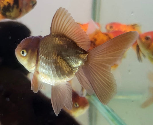 Goldfish - Oranda Lionhead 7-8cm